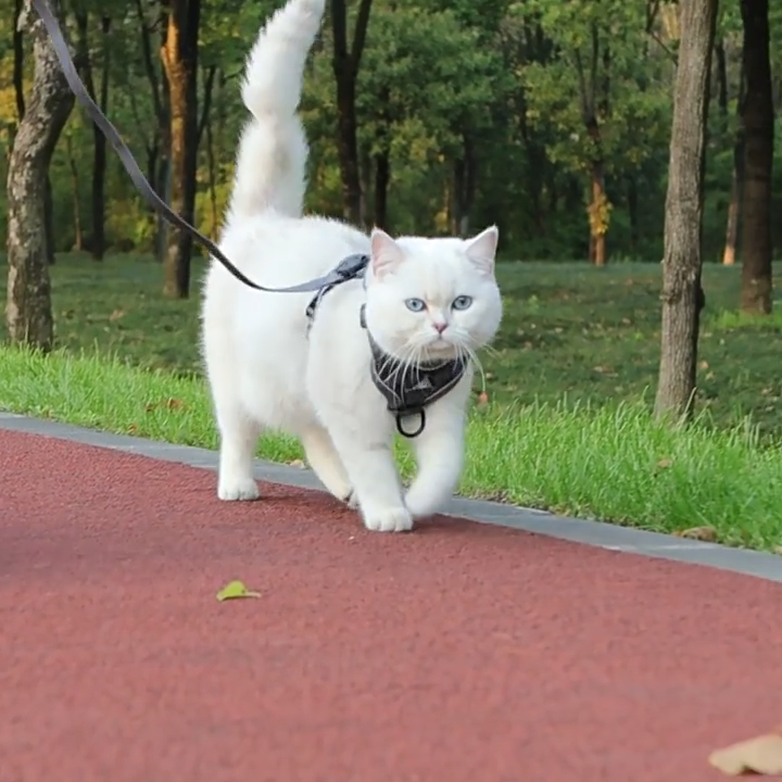 Cat Harness