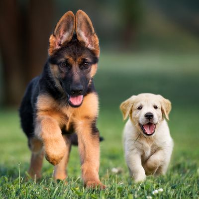 Puppy Products