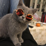 Pet Sun glasses