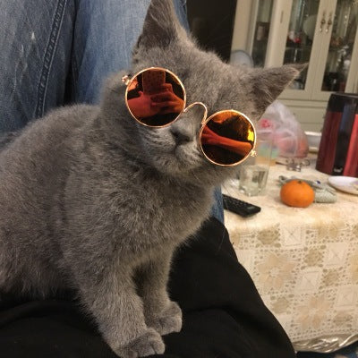 Cat Glasses