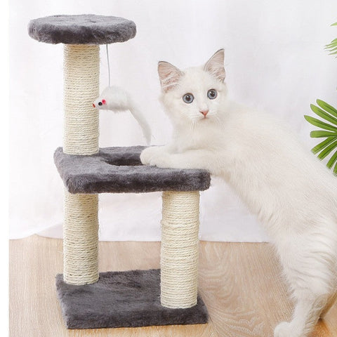 Cat Climbing Tree