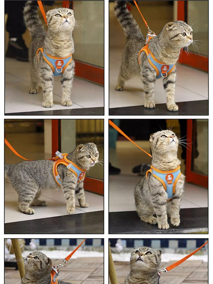 cat harness and leash