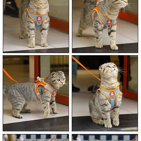 cat harness and leash