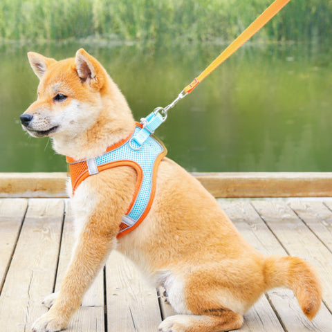 NEW Dog harness and leash
