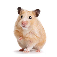 Hamster