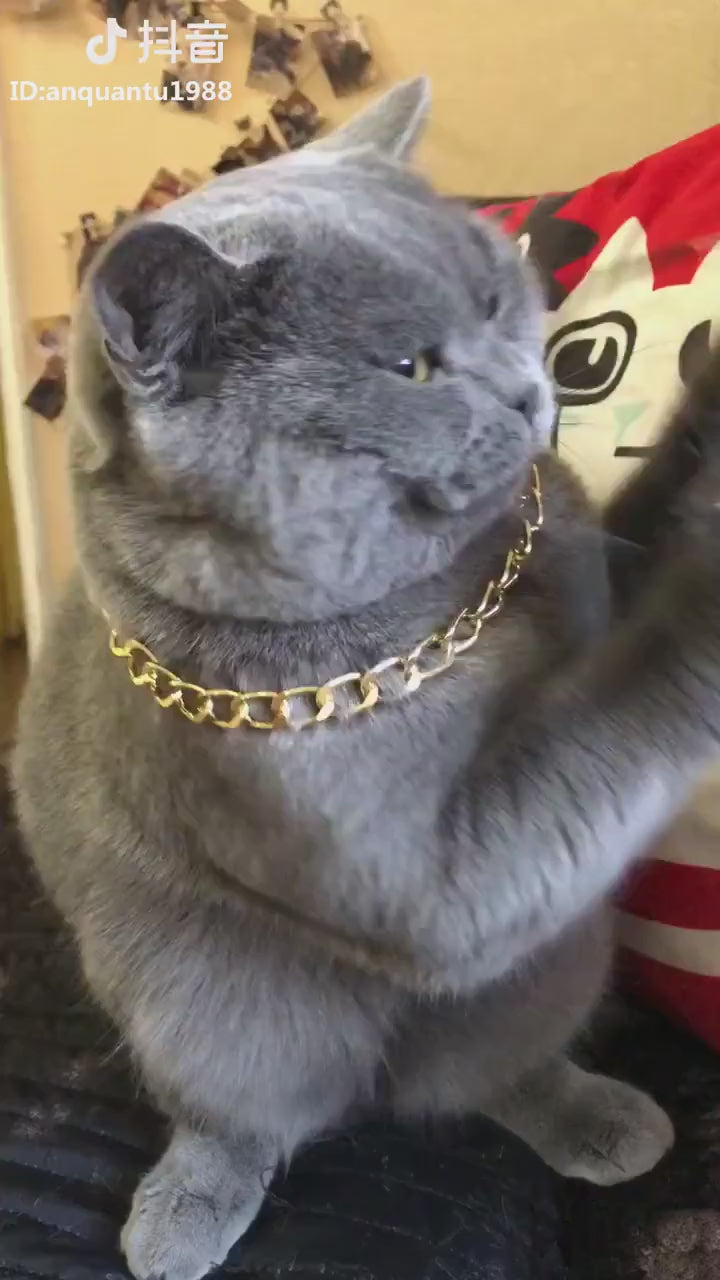 Pet Sun glasses