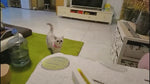 Cat Gun toy