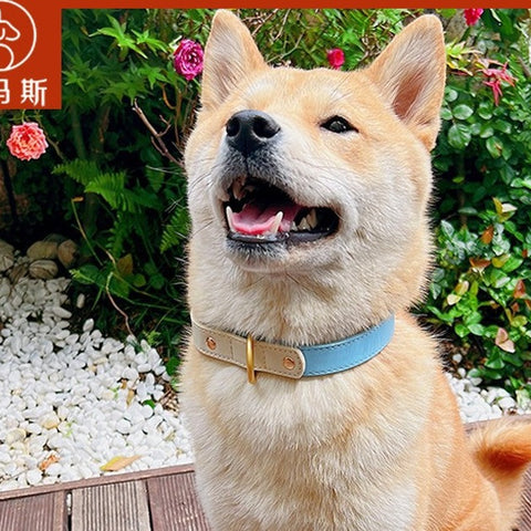 Dog Collar