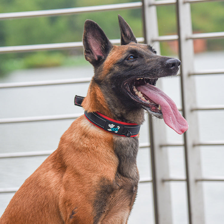 High Quality Dog collar