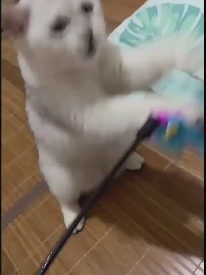 Cat Toy Stick